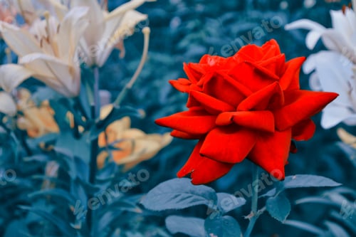 Preview: Bright Colorful Flower Rose In The Summer Garden.