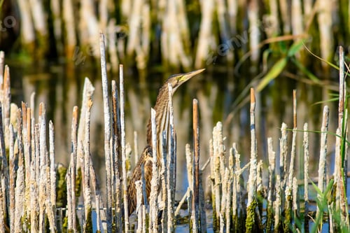 Preview: Heron And Habitat. Lake Reeds Background. Camouflage Animal. Bird: Common Squacco Heron. Ardeola