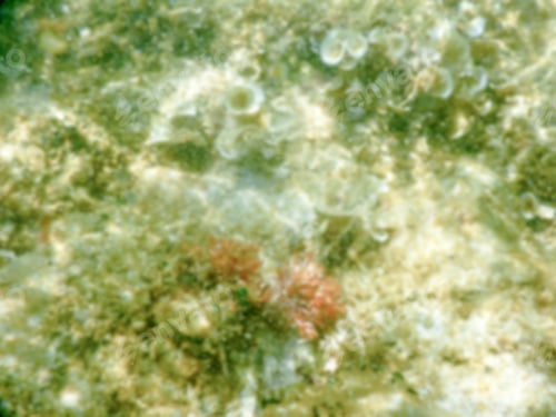 Preview: Defocused Background With A White Sand Bottom In Salento Beautiful Sandy Beach, Italy