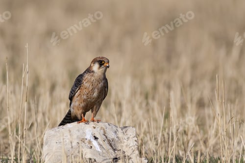 Preview: Falcon. Red Footed Falcon. Falco Vespertinus. Nature Background.