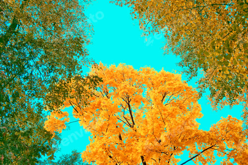Preview: Autumn Landscape With Bright Colorful Leaves. Indian Summer.