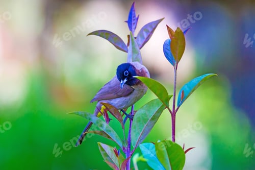 Preview: White Spectacled Bulbul. Green Nature Background. Pycnonotus Xanthopygos