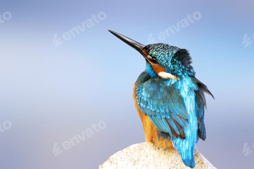 Preview: Colorful Bird Kingfisher. Isolated Bird. Blue Background. High Detail And Resolution. Bird: Common