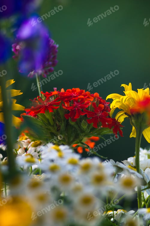 Preview: A Bouquet Of Bright Spring Flowers Of Various Types