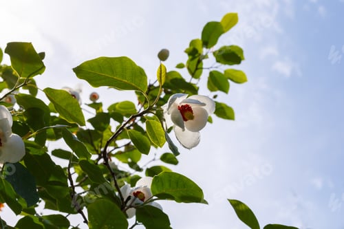 Preview: Magnolia White Flowers On Blue Sky Background On A Sunny Day In The Garden