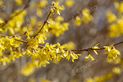 Preview: Border Forsythia Is An Ornamental Deciduous Shrub Of Garden Origin.Forsythia Flowers In Front Of