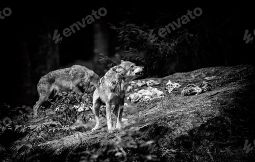 Preview: Gray (Or Grey) Wolves (Canis Lupus) In The Bayerischer Wald National Park In Bavaria, Germany.