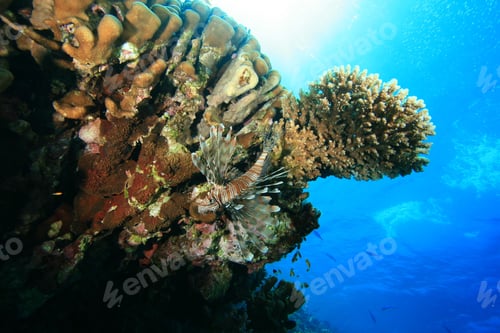 Preview: Hard Corals And Lionfish