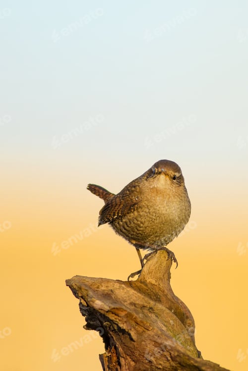 Preview: Cute Bird. Dry Tree. Yellow Blue Nature Background.