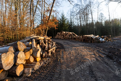 Preview: View Of A Stack Of Firewood For The Winter. Logging Industry. Czech Republic.