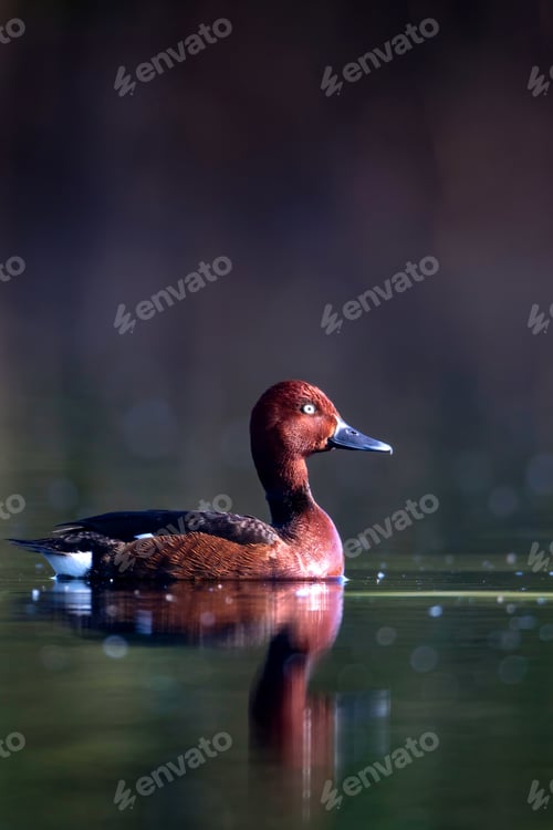 Preview: Swimming Duck. Natural Lake Habitat Background. Bird: Ferruginous Duck. Aythya Nyroca.