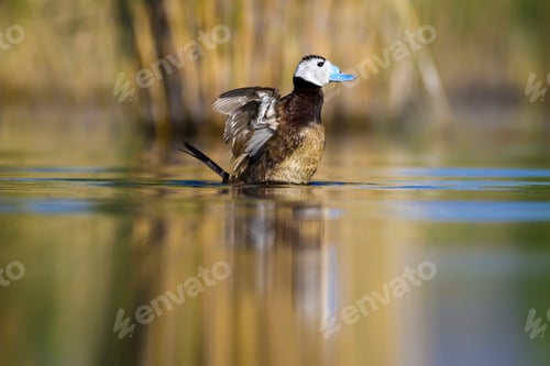 Preview: Swimming Duck. Colorful Nature Background. Duck: White Headed Duck. Oxyura Leucocephala.
