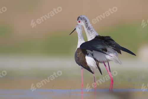 Preview: Birds In Love. Black Winged Stilt. Natural Background.