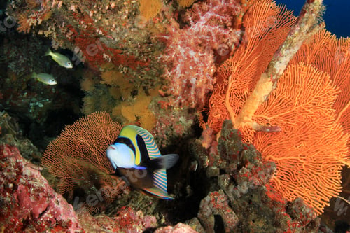 Preview: Emperor Angelfish Fish And Coral Reef