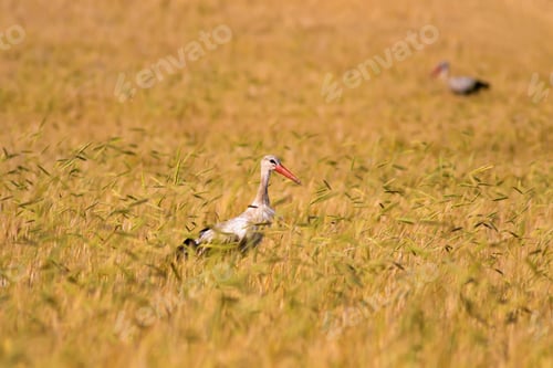Preview: Cute Bird Stork. Yellow Field Of Wheat Bacground. White Stork. Ciconia Ciconia