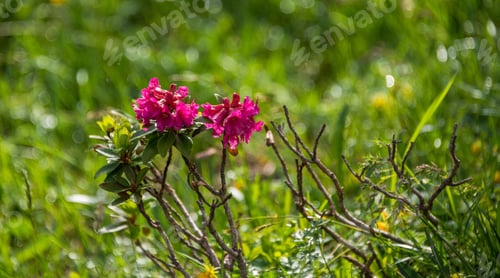 Preview: Pink Flowers In The Dolomites