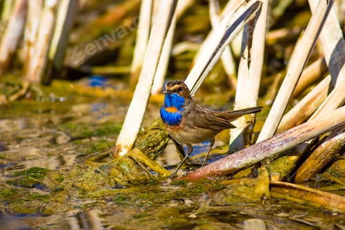 Preview: Cute Bird Bluethroat. Luscinia Svecica. Water And Dry Reeds Background.