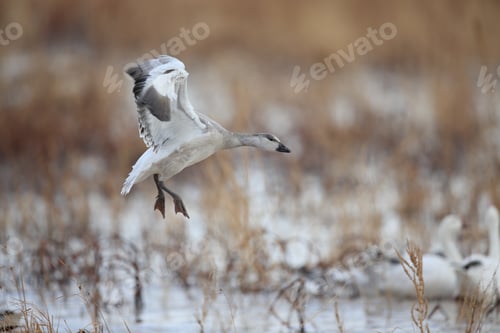 Preview: Snow Geese Bosque Del Apache, New Mexico Usa