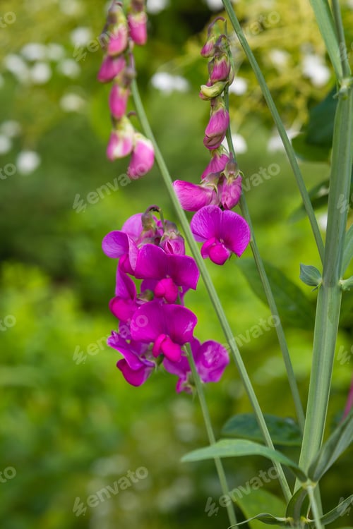 Preview: Blossom Of Lathyrus In The Garden. Lovely Sweet Pea Flowers On Green Background.