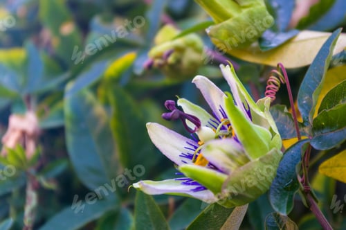 Preview: Passion Flower Passiflora Caerulea Passionflower Against Green Garden Background