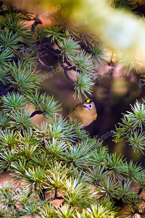 Preview: Forest And Bird. Green Forest Background. Goldcrest / Regulus Regulus