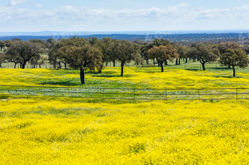 Preview: Mediterranean Forest In Sierra De San Pedro Mountain Range Of Caceres Province In Extremadura