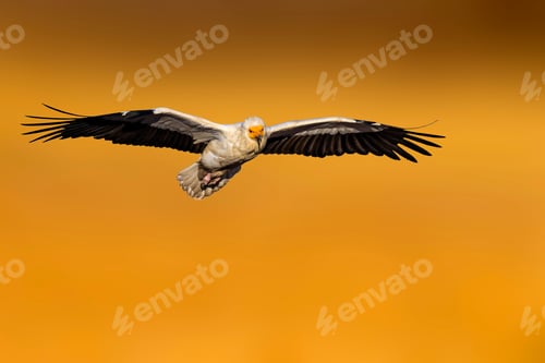 Preview: Flying Vulture. Orange Background.