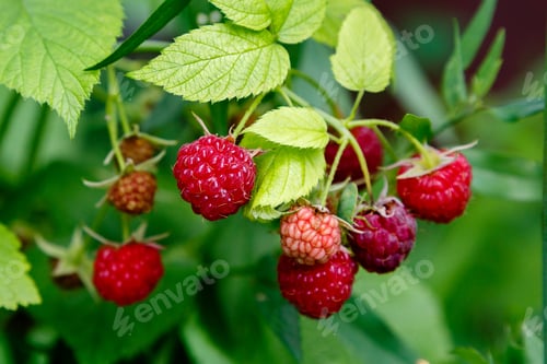 Vista previa: Raspberries On The Raspberry Bush In Natural Background. Growing Raspberries In The Garden