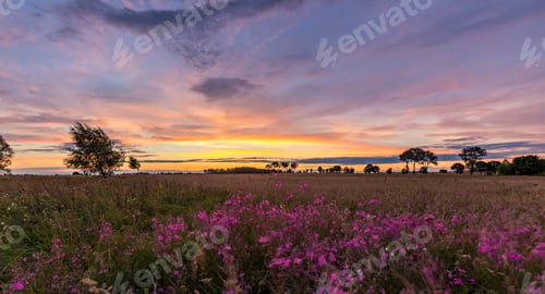 Preview: Beautiful Spectacular Sunset Sky Over Meadows And Fields With Flowers. Sunset Sky Over Landscape.