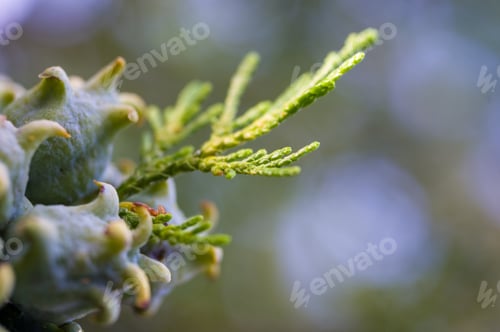 Preview: Incense Cedar Tree Calocedrus Decurrens Branch Close Up.