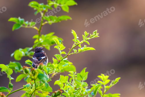 Preview: Green Nature Background And Cute Bird Stonechat.