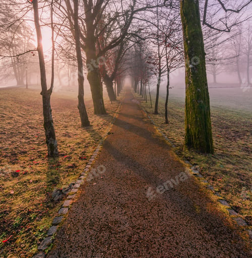 Preview: Mystic Forest Path On An Autumn Morning