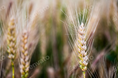Preview: Wheat Field At Sunset, Details