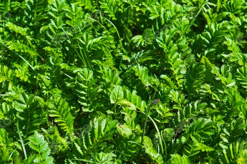 Vista previa: Dense Green Grass Close-Up Landscape