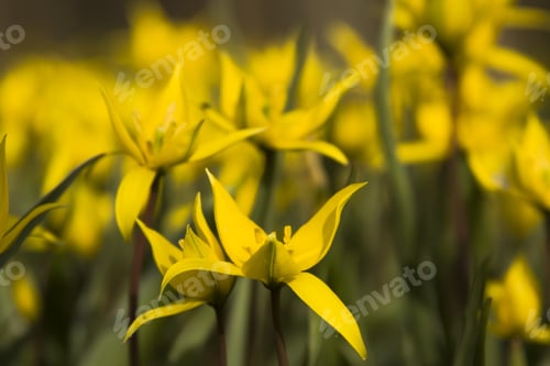 Preview: Yellow Wild Tulip (Bieberstein Tulip) In Its Natural Habitat