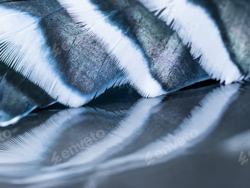 Preview: Colorful Rooster Feather With Details And Reflexions
