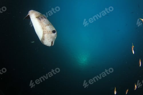 Preview: Porcupinefish Puffer Fish