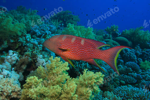 Preview: Lyretail Grouper On Coral Reef