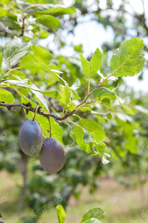 Preview: Close Up Of The Plums Ripe On Branch. Ripe Plums On A Tree Branch In The Orchard. View Of Fresh