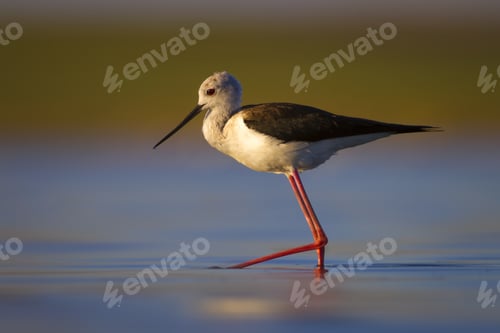 Preview: Water Bird. Colorful Nature Background. Bird: Black Winged Stilt. Himantopus Himantopus.