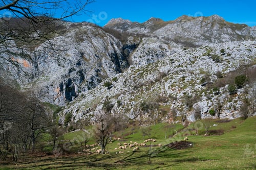 Preview: Countryside Landscape With Sheeps In Bejes Village Of Liebana County Of Cantabria Autonomous