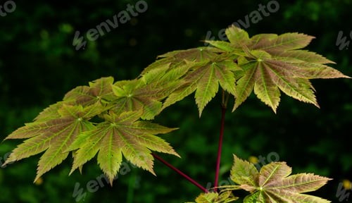 Preview: Japanese Maple (Acer Japonicum) Leaves On A Natural Background In Spring Garden.