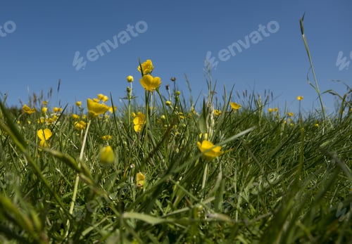 Preview: Summer Meadow
