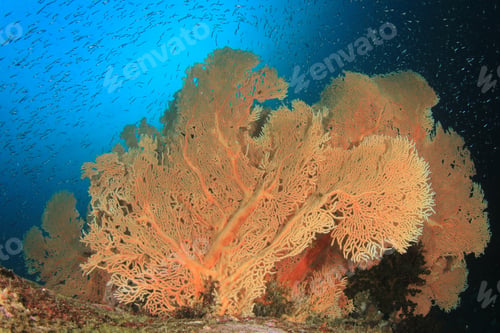 Preview: Underwater Coral Reef And Fish