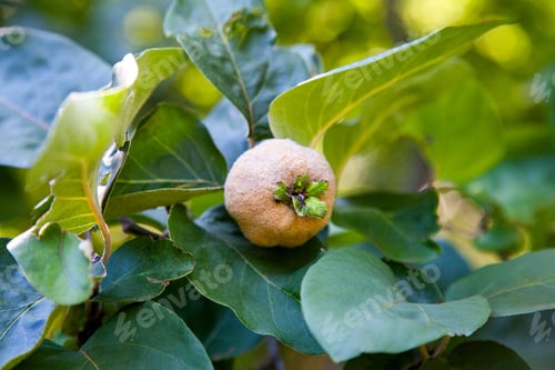 Preview: Organic Apple Quince In The Garden. Close Up View Of Apple Quince Hanging On Tree Branch With Green