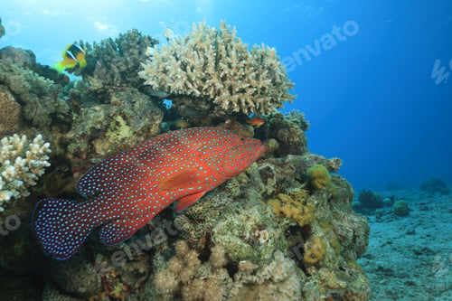 Preview: Colorful Tropical Fish (Coral Grouper) On Reef