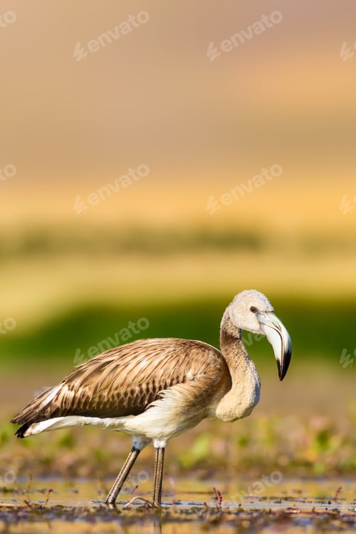 Preview: Alone Flamingo. Natural Background.