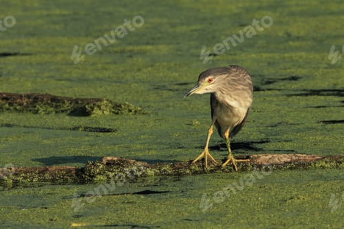 Preview: Black-Crowned Night Heron (Nycticorax Nycticorax) Baden Württemberg Germany
