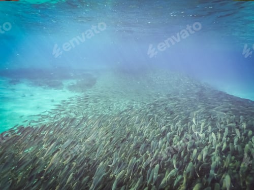 Preview: Swimming With Fish And Turtles Views Around The Small Caribbean Island Of Curacao