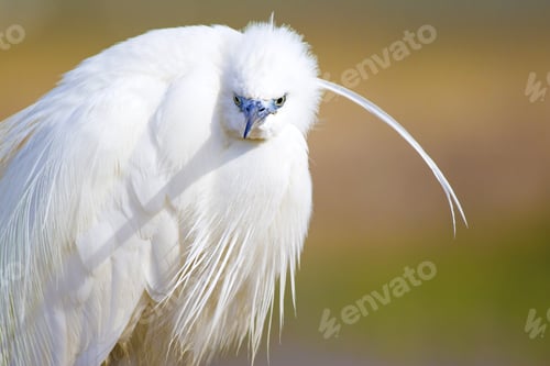 Preview: Beautiful White Heron. Colorful Nature Background. Heron: Little Egret. Egretta Garzetta.
